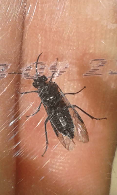Tenthredinidae: Dolerus rufotorquatus